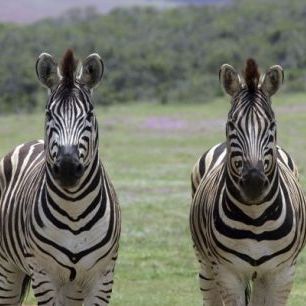 輸入壁紙 カスタム壁紙 PHOTOWALL / African Zebras (e29849)