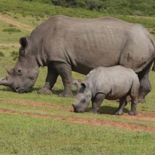 輸入壁紙 カスタム壁紙 PHOTOWALL / Grazing White Rhinoceros (e29851)