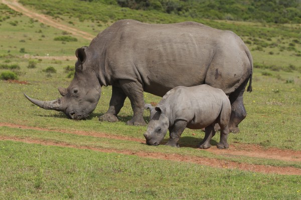 輸入壁紙 カスタム壁紙 PHOTOWALL / Grazing White Rhinoceros (e29851)