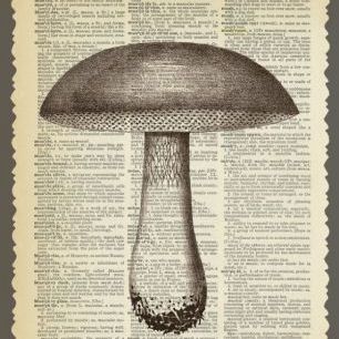 輸入壁紙 カスタム壁紙 PHOTOWALL / Mushroom and Text (e29853)
