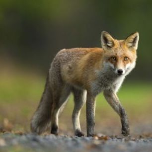 輸入壁紙 カスタム壁紙 PHOTOWALL / Red fox on his way (e29680)