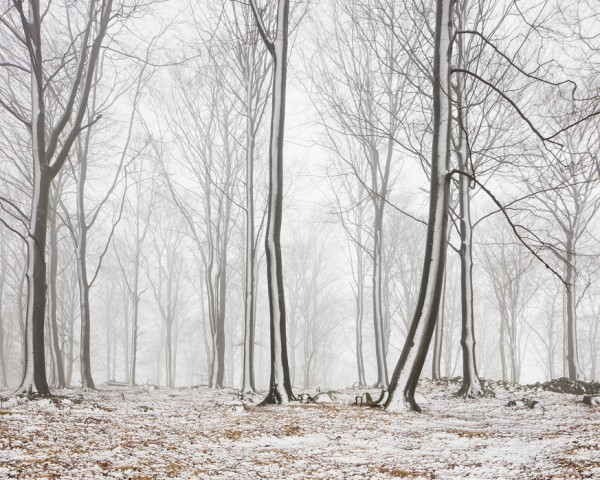 輸入壁紙 カスタム壁紙 PHOTOWALL / Bare Stems in Winter (e29954)