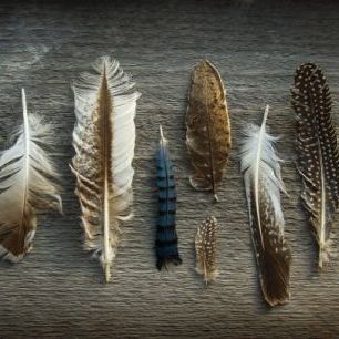 輸入壁紙 カスタム壁紙 PHOTOWALL / Feathers on Wood (e25890)