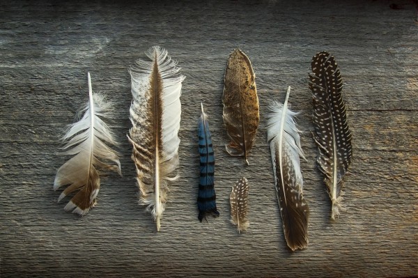 輸入壁紙 カスタム壁紙 PHOTOWALL / Feathers on Wood (e25890)