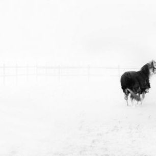 輸入壁紙 カスタム壁紙 PHOTOWALL / Horse in Snowstorm (e29985)