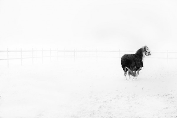 輸入壁紙 カスタム壁紙 PHOTOWALL / Horse in Snowstorm (e29985)