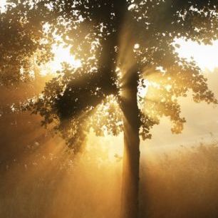 輸入壁紙 カスタム壁紙 PHOTOWALL / Morning Sunbeam through Leaves (e29991)