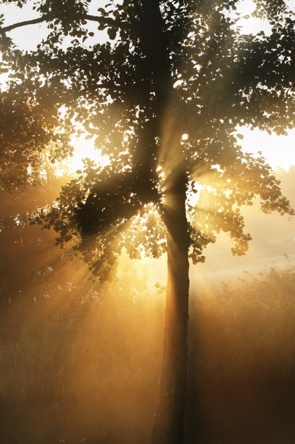 輸入壁紙 カスタム壁紙 PHOTOWALL / Morning Sunbeam through Leaves (e29991)