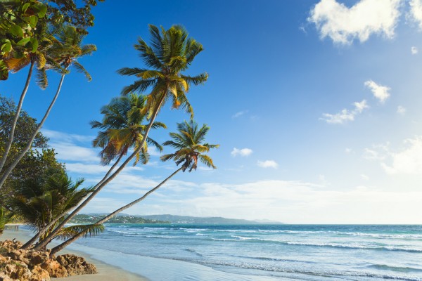 輸入壁紙 カスタム壁紙 PHOTOWALL / Palms and Beach, Trinidad and Tobago (e29993)
