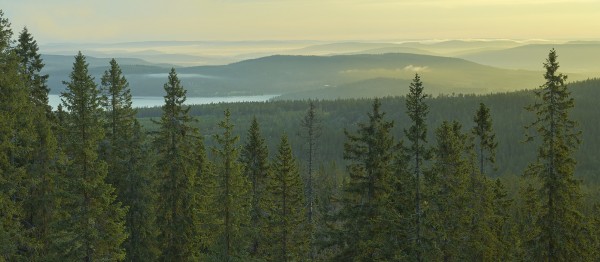 輸入壁紙 カスタム壁紙 PHOTOWALL / Spruce Tops in Skuleskogen National Park, Sweden (e40422)