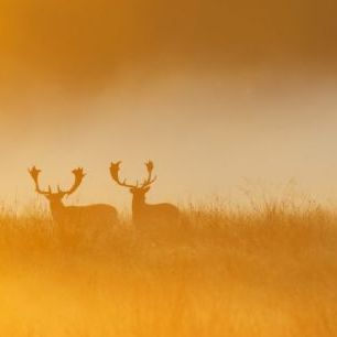 輸入壁紙 カスタム壁紙 PHOTOWALL / Deers in Yellow Light (e40454)