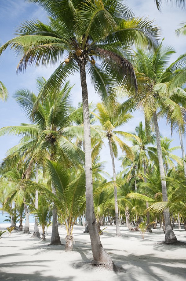 輸入壁紙 カスタム壁紙 PHOTOWALL / Palm Trees in Bohol, Phillipines (e40483)