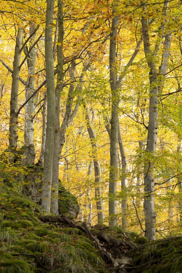 輸入壁紙 カスタム壁紙 PHOTOWALL / Autumn Aspen Tree (e40484)