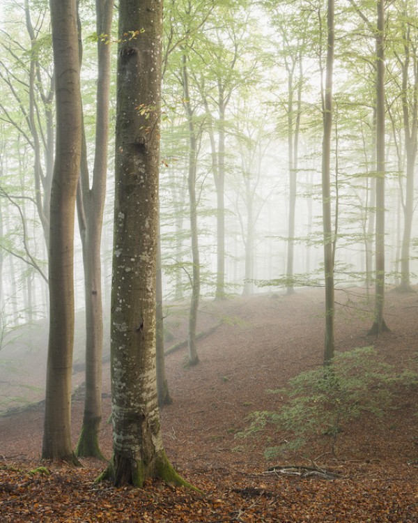 輸入壁紙 カスタム壁紙 PHOTOWALL / Swedish Beech Forest I (e40487)