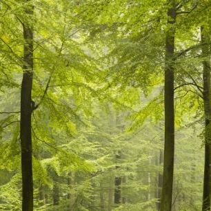 輸入壁紙 カスタム壁紙 PHOTOWALL / Beech Forest in Torup, Sweden I (e40492)