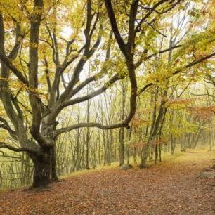 輸入壁紙 カスタム壁紙 PHOTOWALL / Autumn Tree in Stenshuvud, Sweden (e40496)