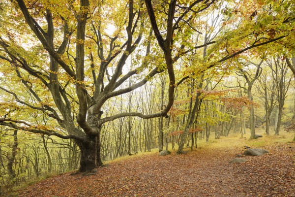 輸入壁紙 カスタム壁紙 PHOTOWALL / Autumn Tree in Stenshuvud, Sweden (e40496)