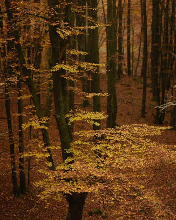 輸入壁紙 カスタム壁紙 PHOTOWALL / Autumn Forest (e40498)