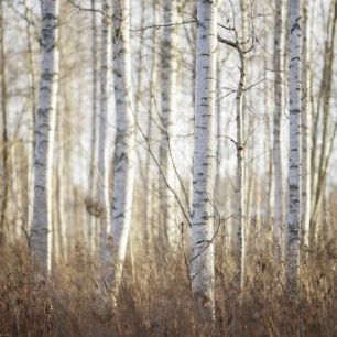 輸入壁紙 カスタム壁紙 PHOTOWALL / Birch Forest in Dalarna, Sweden (e40499)