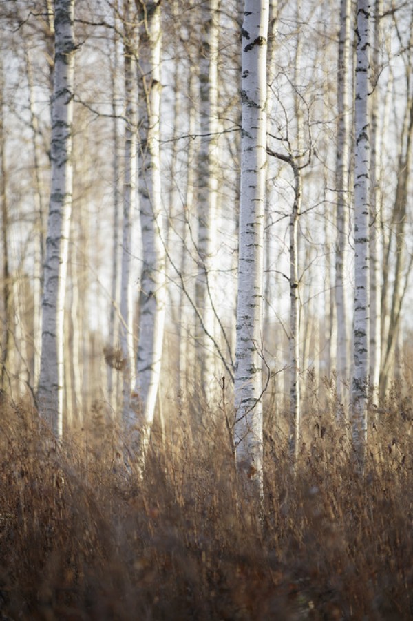 輸入壁紙 カスタム壁紙 PHOTOWALL / Birch Forest in Dalarna, Sweden (e40499)
