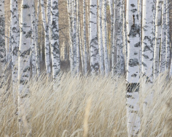 輸入壁紙 カスタム壁紙 PHOTOWALL / Light Birch Forest (e40500)