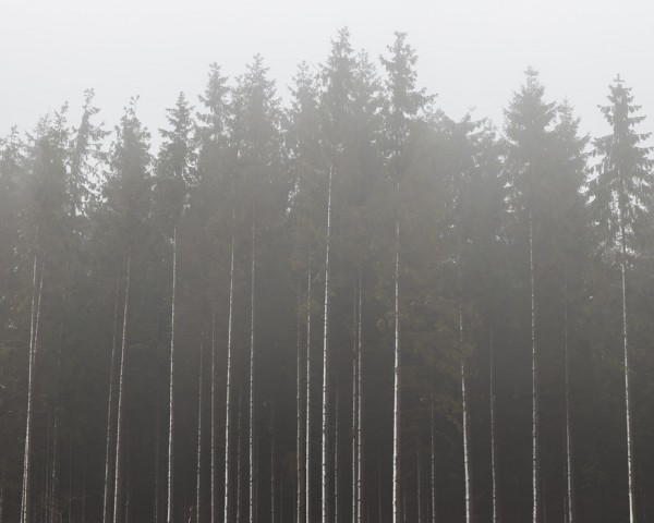 輸入壁紙 カスタム壁紙 PHOTOWALL / Misty Day in the Forest (e40501)