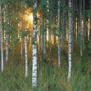 輸入壁紙 カスタム壁紙 PHOTOWALL / Sunbeam through Birch Forest (e40505)