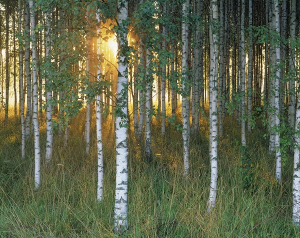 輸入壁紙 カスタム壁紙 PHOTOWALL / Sunbeam through Birch Forest (e40505)