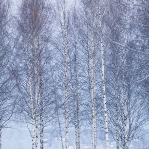 輸入壁紙 カスタム壁紙 PHOTOWALL / Winter Birch in Mora, Sweden (e40512)