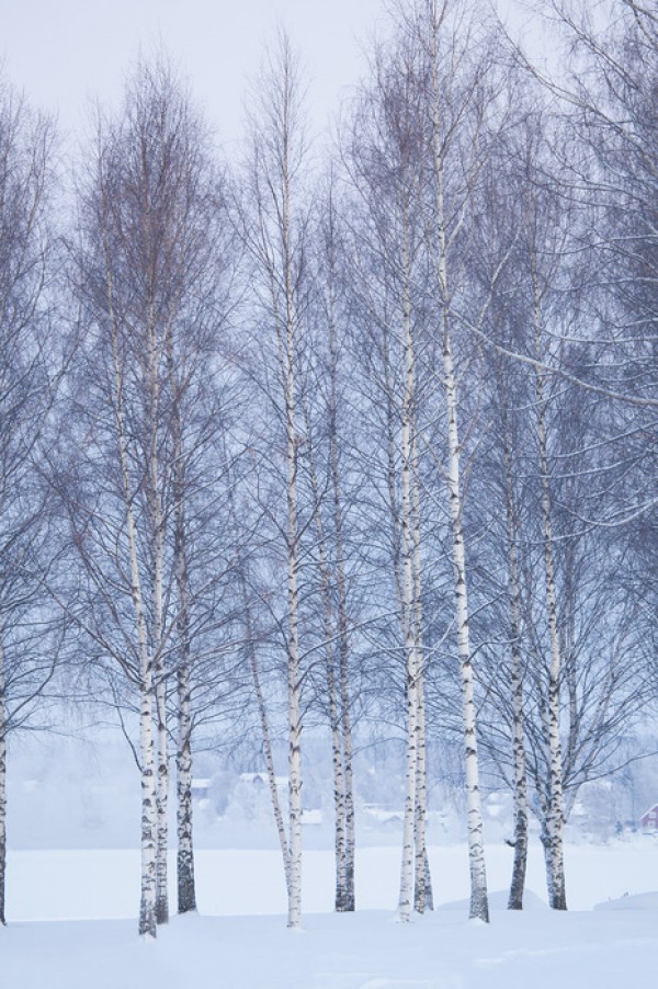 輸入壁紙 カスタム壁紙 PHOTOWALL / Winter Birch in Mora, Sweden (e40512)
