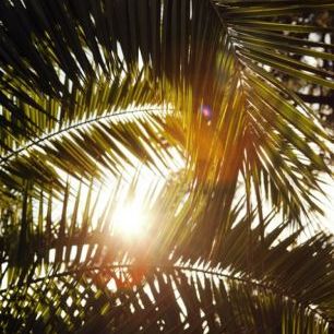 輸入壁紙 カスタム壁紙 PHOTOWALL / Sunbeam through Palm Leaves (e40648)