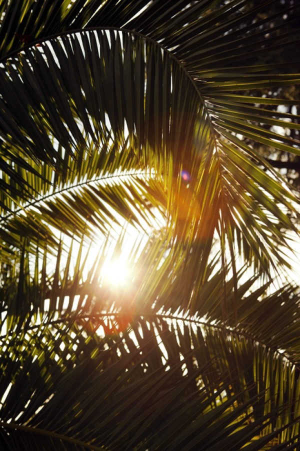 輸入壁紙 カスタム壁紙 PHOTOWALL / Sunbeam through Palm Leaves (e40648)