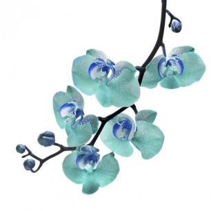 輸入壁紙 カスタム壁紙 PHOTOWALL / Blue Phalaenopsis Orchid (e40590)