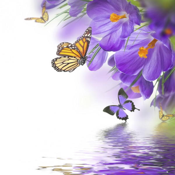輸入壁紙 カスタム壁紙 PHOTOWALL / Butterfly Spring Crocuses (e40592)