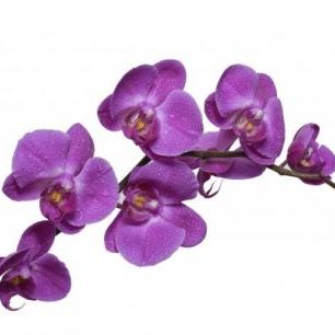 輸入壁紙 カスタム壁紙 PHOTOWALL / Crisp Orchids (e40593)