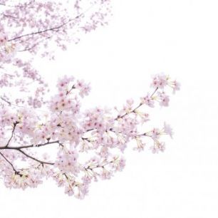 輸入壁紙 カスタム壁紙 PHOTOWALL / Divine Cherry Blossoms (e40595)