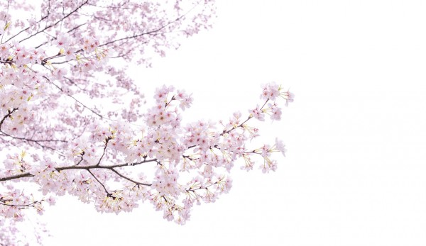 輸入壁紙 カスタム壁紙 PHOTOWALL / Divine Cherry Blossoms (e40595)