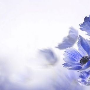 輸入壁紙 カスタム壁紙 PHOTOWALL / Gloaming Blue Flowers (e40600)
