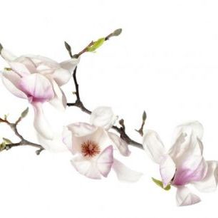 輸入壁紙 カスタム壁紙 PHOTOWALL / Orchid Buds (e40603)