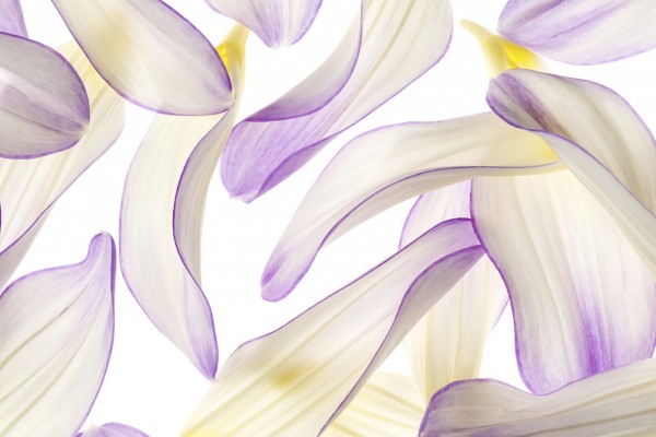 輸入壁紙 カスタム壁紙 PHOTOWALL / Purple Petals (e40605)