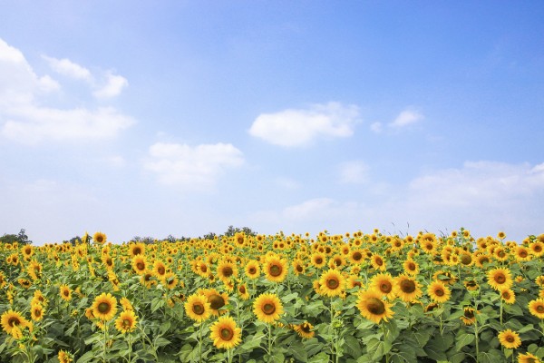 輸入壁紙 カスタム壁紙 PHOTOWALL / Soft Sunflowers (e40607)