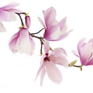 輸入壁紙 カスタム壁紙 PHOTOWALL / Spring Magnolia (e40608)