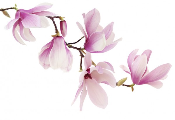 輸入壁紙 カスタム壁紙 PHOTOWALL / Spring Magnolia (e40608)
