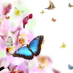 輸入壁紙 カスタム壁紙 PHOTOWALL / Butterflies and Orchid Blossoms (e40689)