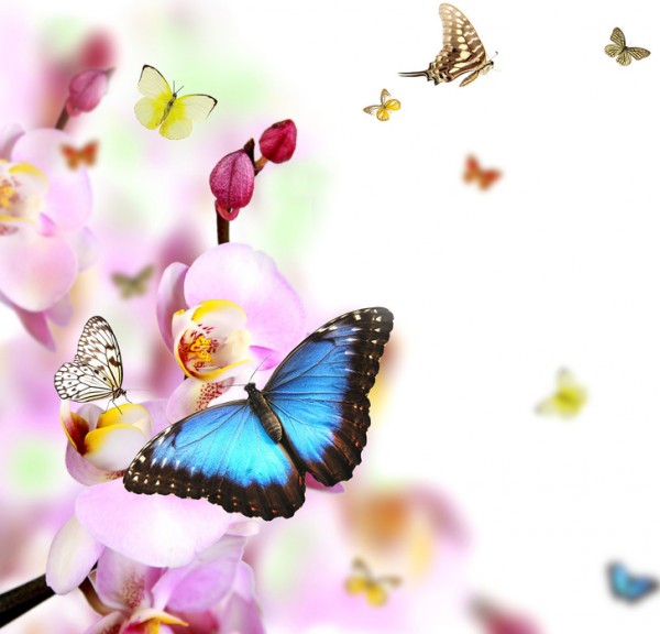 輸入壁紙 カスタム壁紙 PHOTOWALL / Butterflies and Orchid Blossoms (e40689)