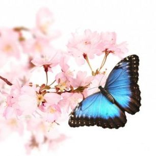 輸入壁紙 カスタム壁紙 PHOTOWALL / Butterfly Cherry Blossoms (e40690)
