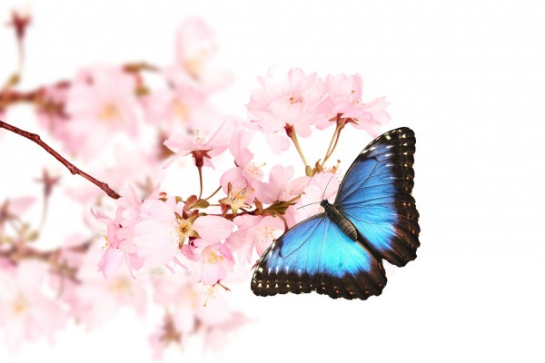 輸入壁紙 カスタム壁紙 PHOTOWALL / Butterfly Cherry Blossoms (e40690)