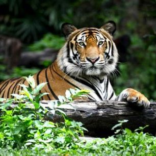 輸入壁紙 カスタム壁紙 PHOTOWALL / Bengal Tiger (e40704)