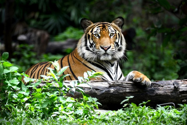 輸入壁紙 カスタム壁紙 PHOTOWALL / Bengal Tiger (e40704)
