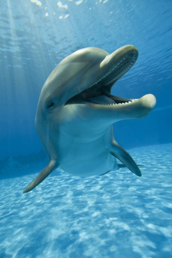 輸入壁紙 カスタム壁紙 PHOTOWALL / Encounter with Dolphin (e40705)